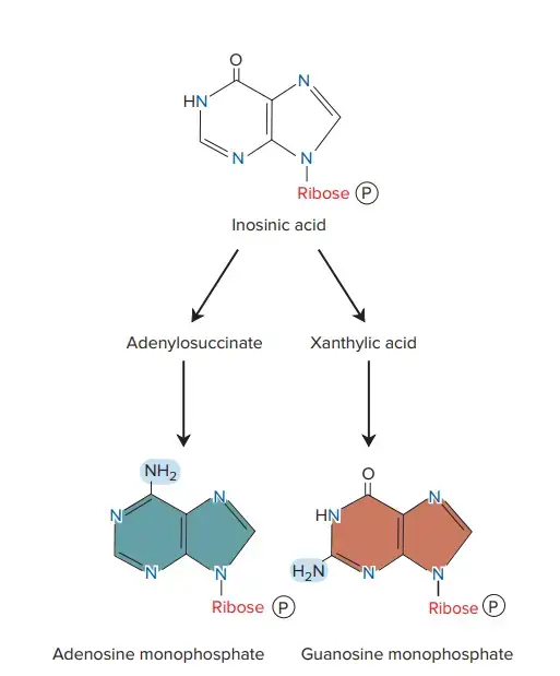 Synthesis of Adenosine Monophosphate and
Guanosine Monophosphate