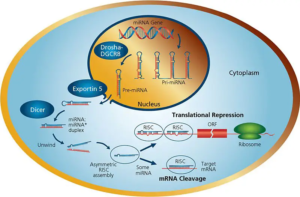 miRNA (microRNA) Structure, Functions, Application - Biology Notes Online