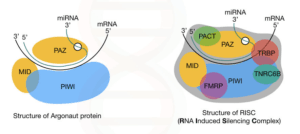 Risc Complex Functionality miRNA (microRNA) Structure, Functions, Application - Biology Notes Online
