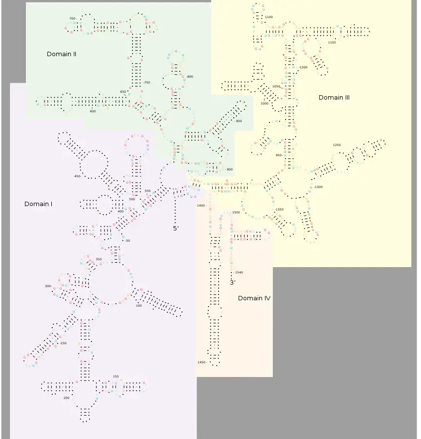 16S ribosomal RNA Structure | Squidonius, Public domain, via Wikimedia Commons
