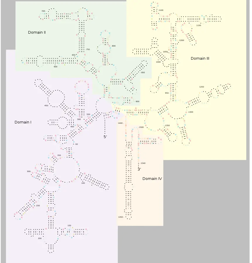 RRNA Structure Definition Types Functions Biology Notes Online
