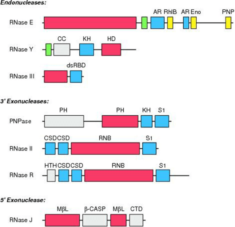 mRNA Degradation in Prokaryotic Cells