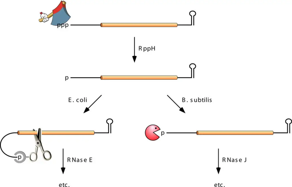 5’-end-dependent pathway | Credit: Annu Rev Genet. Author manuscript; available in PMC 2015 Oct 1

