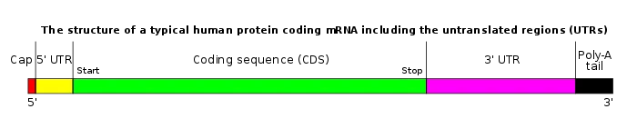 mRNA Structure
