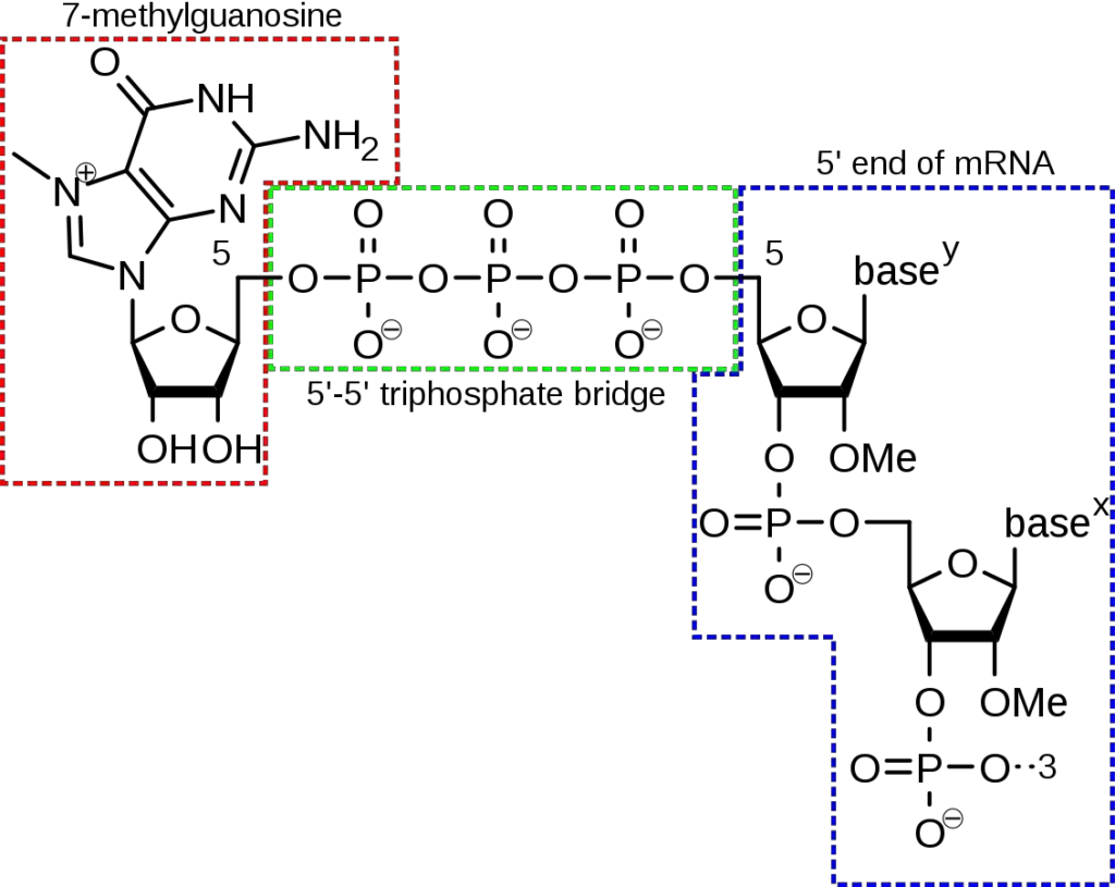 5′ cap structure | Naturwiki, CC BY-SA 4.0 https://creativecommons.org/licenses/by-sa/4.0, via Wikimedia Commons
