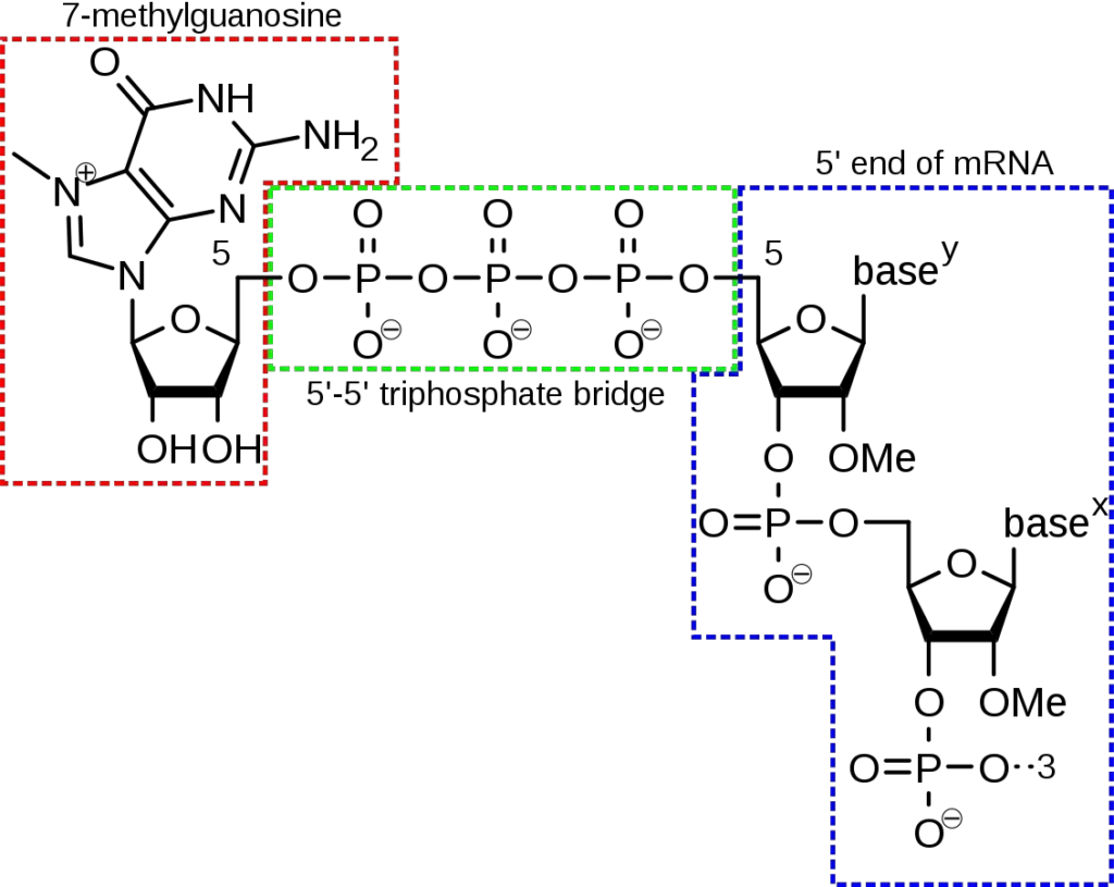5′ cap structure | Naturwiki, CC BY-SA 4.0 https://creativecommons.org/licenses/by-sa/4.0, via Wikimedia Commons
