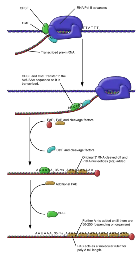 Polyadenylation