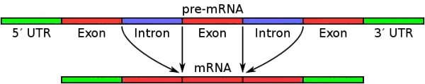 Pre-mRNA and hnRNA
