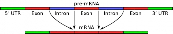Pre-mRNA and hnRNA
