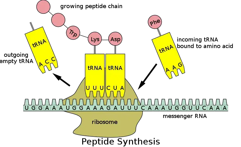 Translation of mRNA to protein 