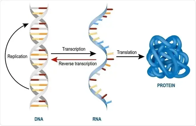 Translation of mRNA

