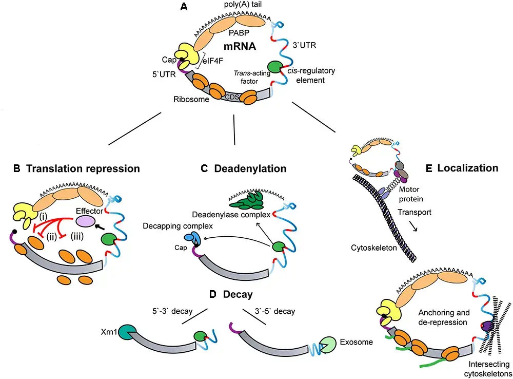 mRNA - Structure, Definition, Functions, Types - Biology Notes Online