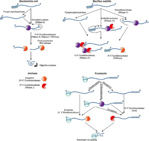 mRNA - Structure, Definition, Functions, Types - Biology Notes Online