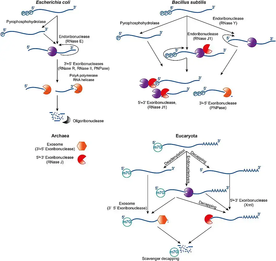 mRNA degradation 