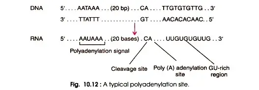 Processing of mRNA in Prokaryotes and Eukaryotes
