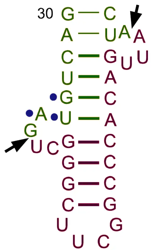 Bulge-helix-bulge motif of a tRNA intron | Markus Englert & Hildburg Beier, CC BY 1.0, via Wikimedia Commons
