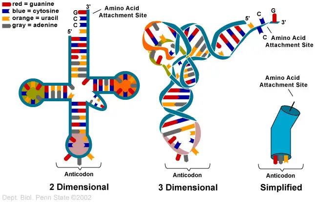 Structure of tRNA 
