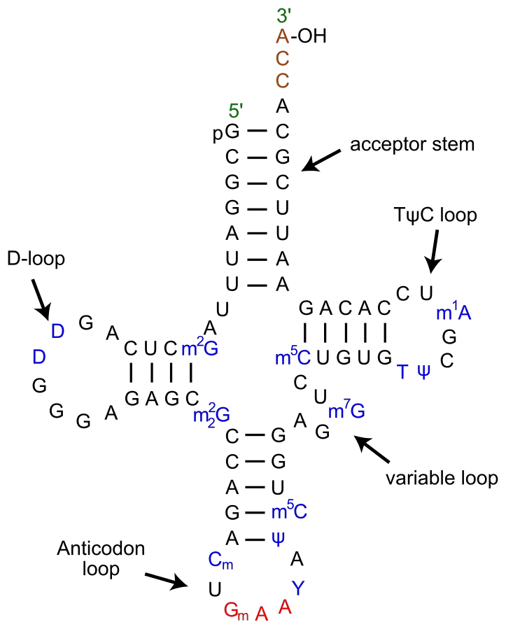 Secondary Structure – Clover leaf structure of tRNA | Yikrazuul, CC BY-SA 3.0 https://creativecommons.org/licenses/by-sa/3.0, via Wikimedia Commons
