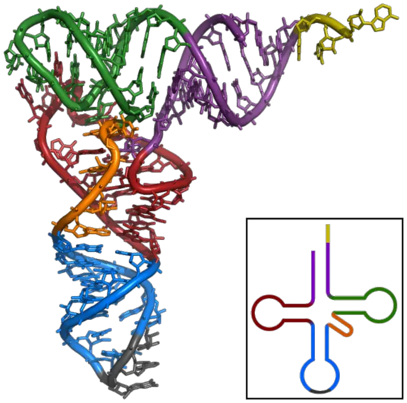 Tertiary structure of tRNA 