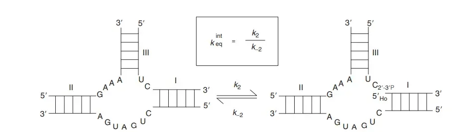 Secondary structure and reaction of the catalytic core of a minimal hammerhead ribozyme – The reaction of cleavage is
defined by the constant of cleavage k2 and the reaction of ligation is defined by the constant of ligation k–2. The definition of the
equilibrium constant is framed.
