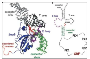 Transfer-messenger RNA (tmRNA) - Definition, Structure, Properties ...