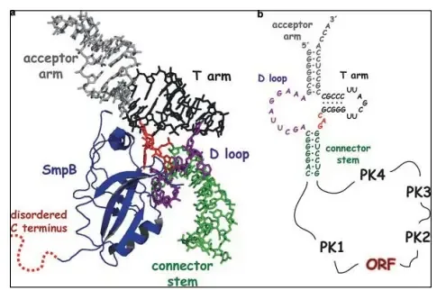 tmRNA structure and SmpB binding (a) A complex tmRNA structure and SmpB binding (a) A complex of SmpB (blue) and tRNA-like structure (TLS) of tmRNA f SmpB (blue) and tRNA-like structure (TLS) of tmRNA (multicolored) is shown. SmpB links to D loop (purple) and the multicolored) is shown. SmpB links to D loop (purple) and the loop joining the connector stem and T arm (red). The acceptor oop joining the connector stem and T arm (red). The acceptor arm conformation (gray) was not detected in the cocrystal rm conformation (gray) was not detected in the cocrystal construction so that was modeled from the organization of yeast onstruction so that was modeled from the organization of yeast tRNAPhe. (b) The association of nucleotide sequence of TLS RNAPhe. (b) The association of nucleotide sequence of TLS domain to the pseudoknots (PKs) and ORF for a usual one-piece omain to the pseudoknots (PKs) and ORF for a usual one-piece tmRNA is demonstrated.
