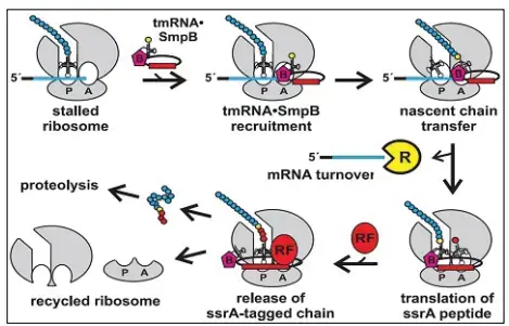 tmRNA Function ― Trans-Translation

