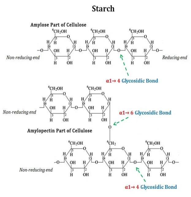 Principle of Starch Hydrolysis Test

