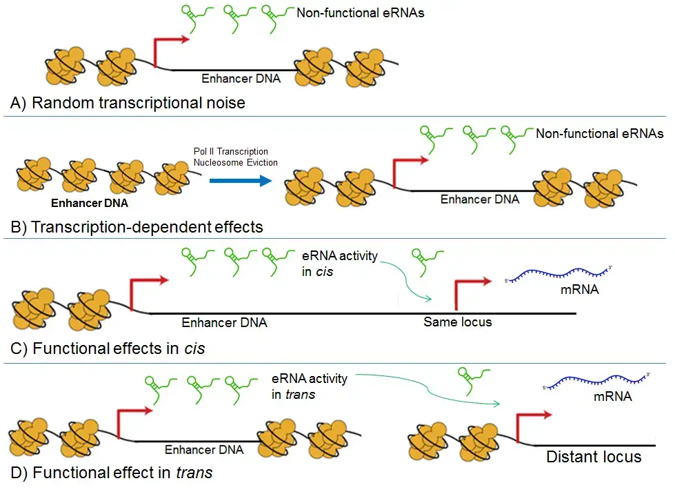 Mechanisms of Enhancer RNAs