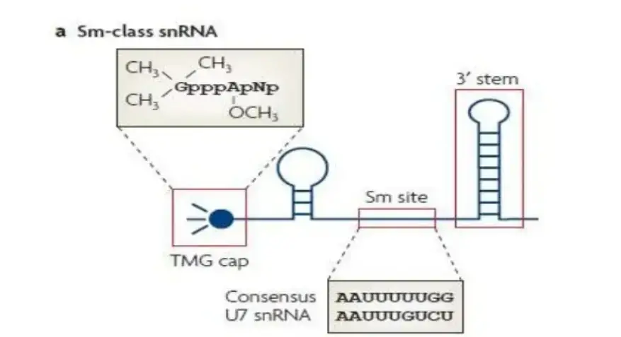 Sm-class RNAS
