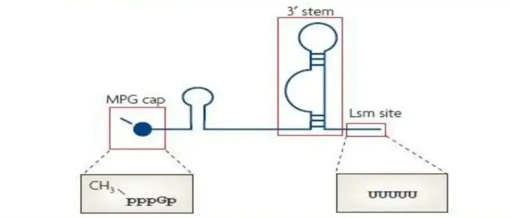 Lsm-class RNAs
