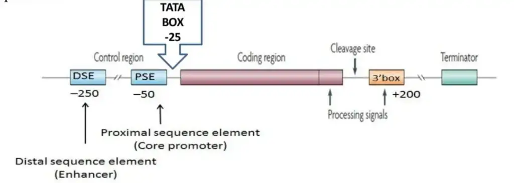 Structure of snRNA
