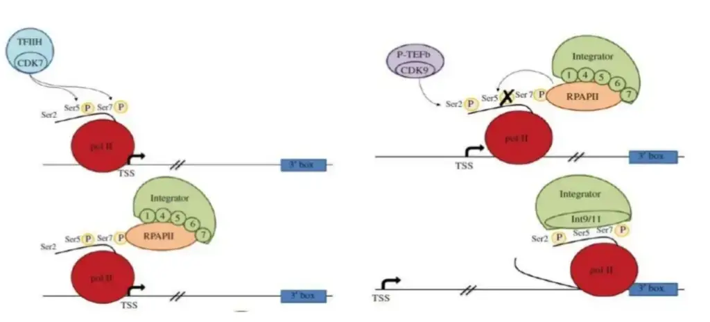 Steps of snRNA gene transcription 
