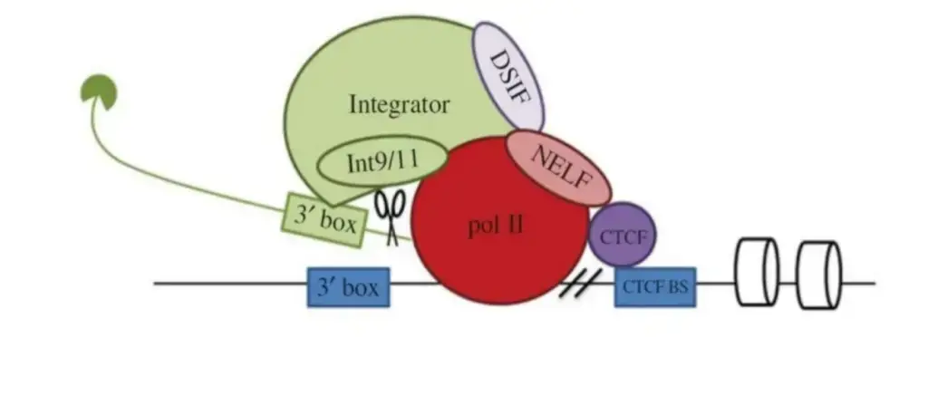 Transcription termination of the snRNA gene
