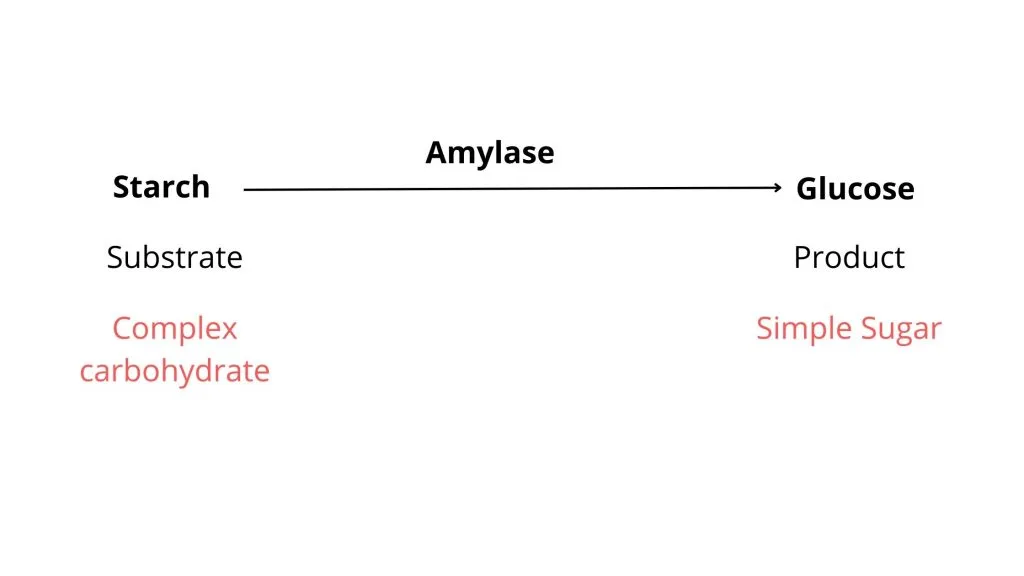 Principle of Starch Hydrolysis Test
