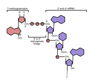 5' Capping and Polyadenylation - Definition, Mechanism - Biology Notes ...