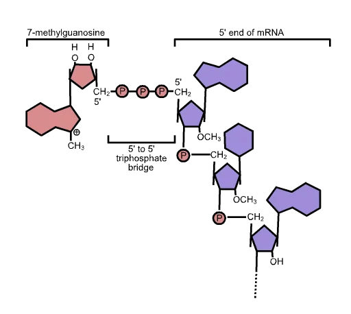 Structure of 5′ cap 