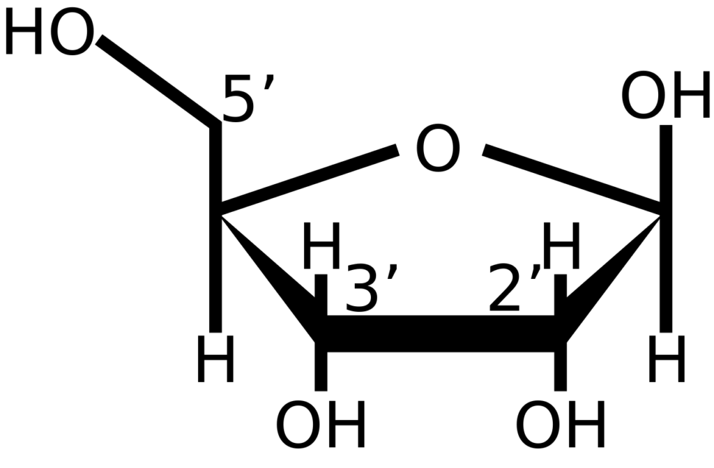 Ribose structure showing the positions of the 2′, 3′ and 5′ carbons 