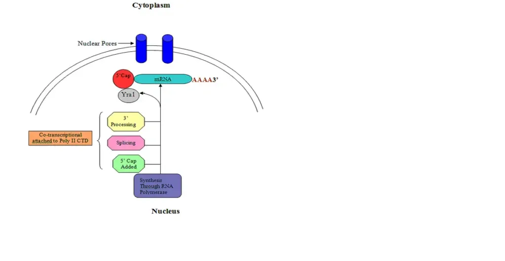 mRNA is processed for export, starting with the 5’capping process | Source: User:Ajg001, Public domain, via Wikimedia Commons
