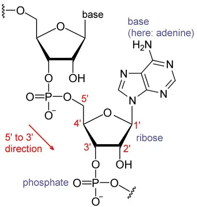 Chemical structure of RNA. The sequence of bases differs between RNA molecules. 
