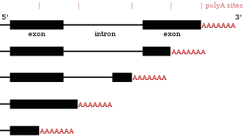 Mechanism of Polyadenylation
