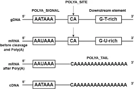 Mechanism of Polyadenylation