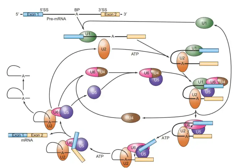 Spliceosome - Definition, Types, Structure, Mechanism - Biology Notes ...