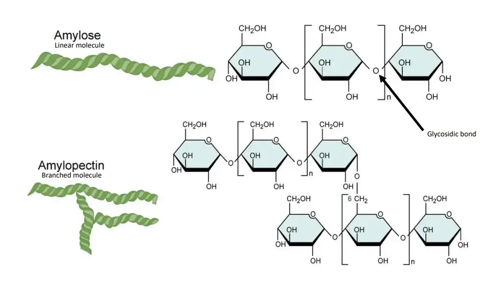 Principle of Starch Hydrolysis Test
