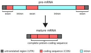 Intron - Definition, Structure, Functions - Biology Notes Online