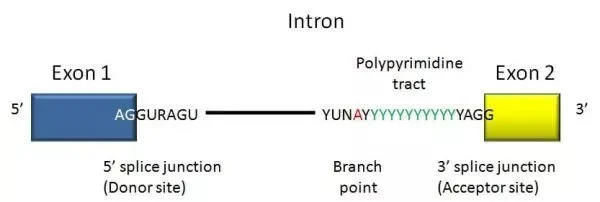 Intron Structure
