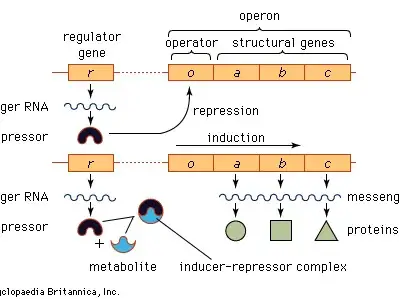 General structure of Operon
