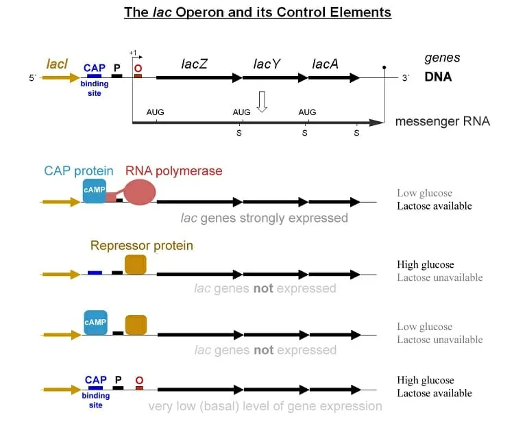 Lac Operon
