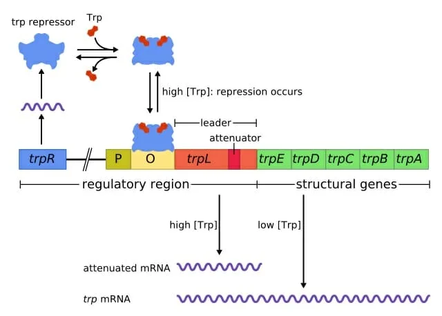Trp Operon
