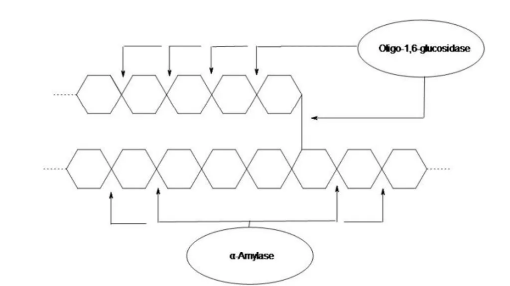 Principle of Starch Hydrolysis Test
